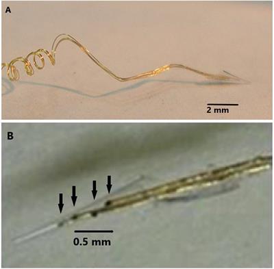 Histological Confirmation of Myelinated Neural Filaments Within the Tip of the Neurotrophic Electrode After a Decade of Neural Recordings